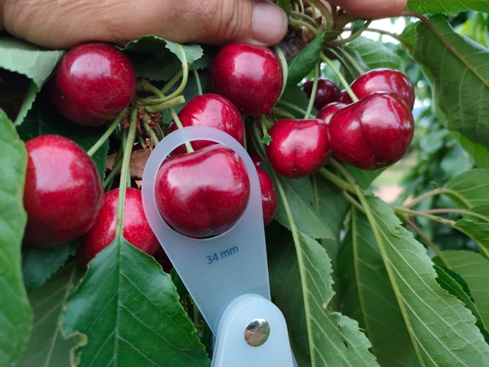 The secret behind the early cherries of Fruit Luxury (Huesca, Spain)